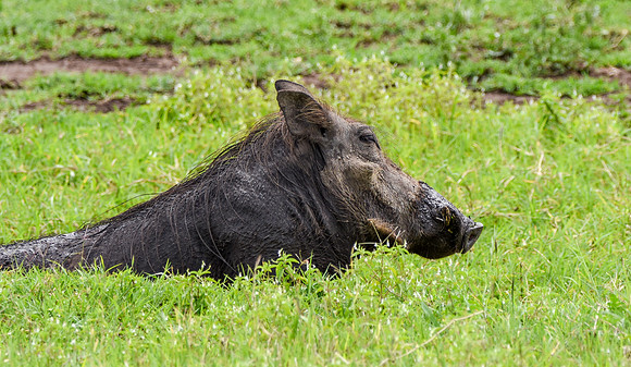 Warthog