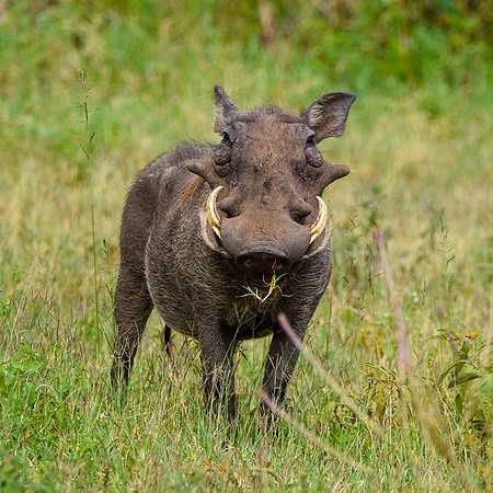 Warthog