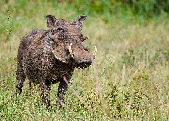 Warthog