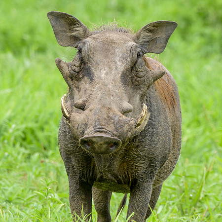 Warthog