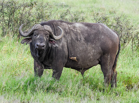 Water buffalo