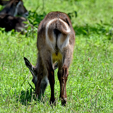 Waterbuck