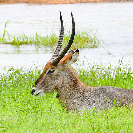 Waterbuck