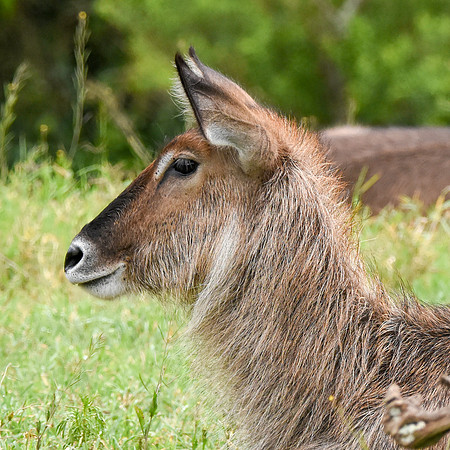 Waterbuck, female