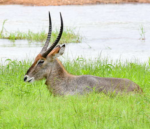 Waterbuck