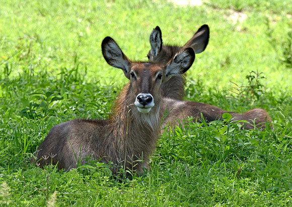 Waterbuck