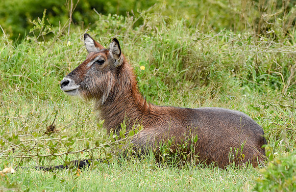 Waterbuck female