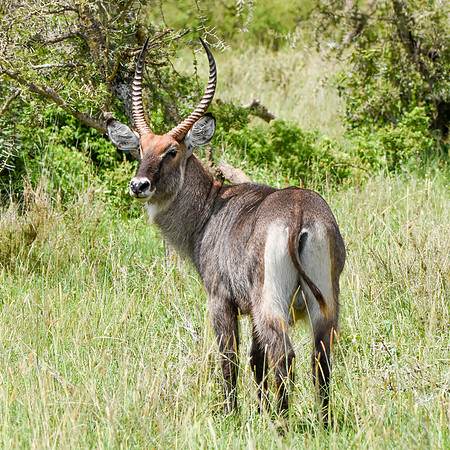 Waterbuck