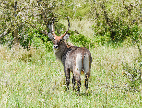 Waterbuck