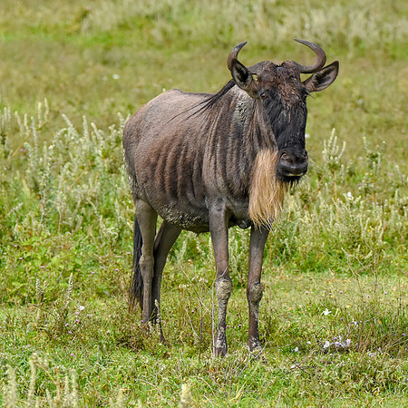 White bearded wildebeest