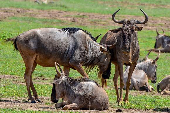 White bearded wildebeest