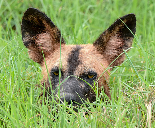 Wild painted dogs