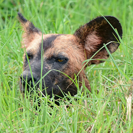 Wild painted dogs