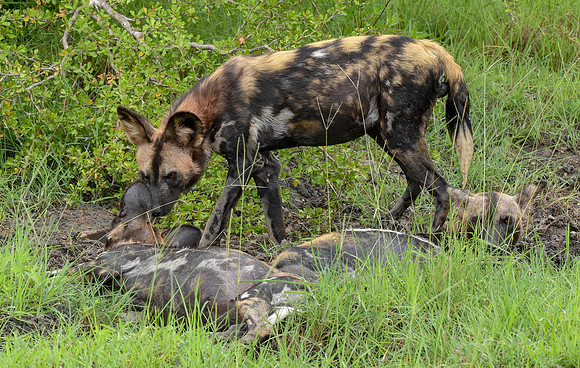 Wild painted dogs