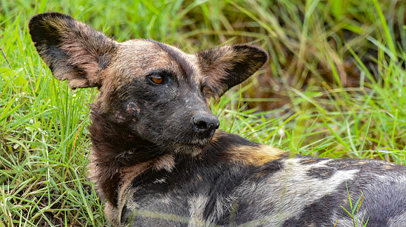 Wild painted dogs