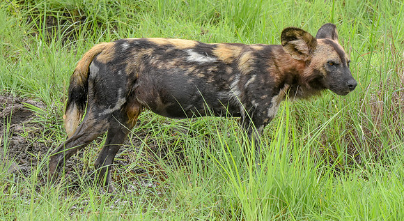 Wild painted dogs