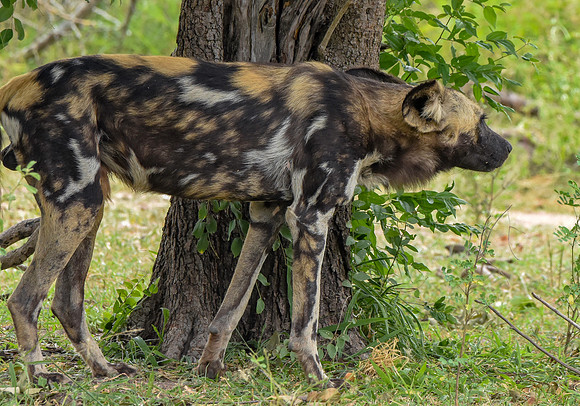 Wild painted dogs