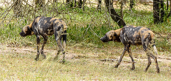 Wild painted dogs