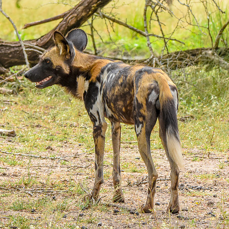 Wild painted dogs
