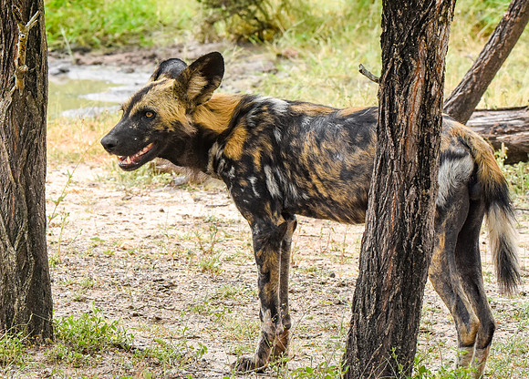 Wild painted dogs