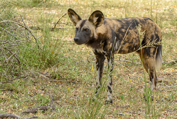 Wild painted dogs
