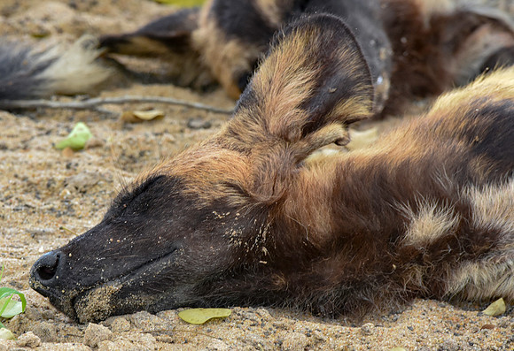 Wild painted dogs