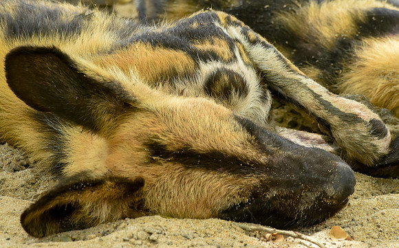 Wild painted dogs