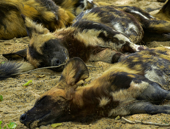 Wild painted dogs