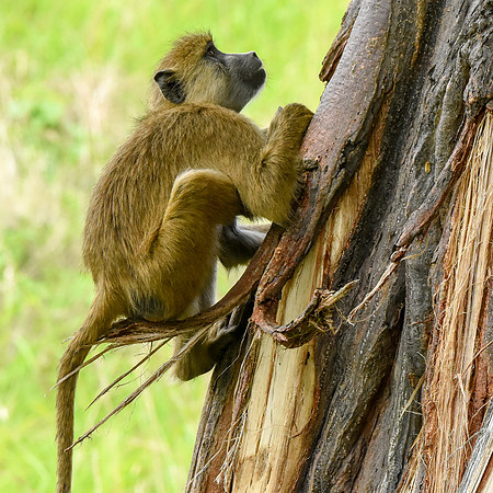 Yellow baboon