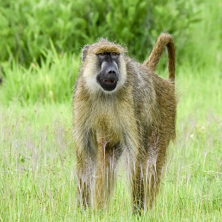 Yellow baboon