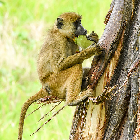 Yellow baboon