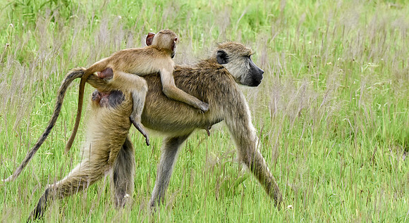 Yellow baboon