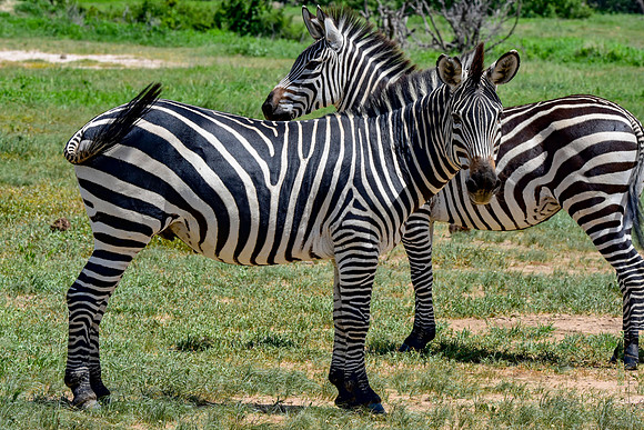 Plains zebra