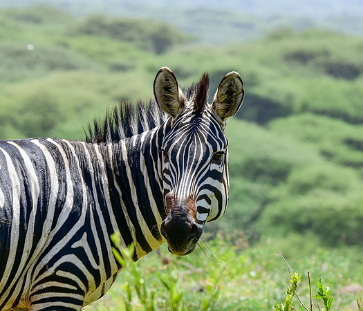 Plains zebra