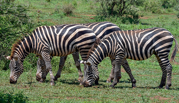 Plains zebra