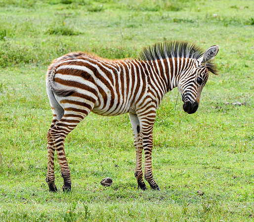Plains zebra