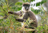 Bale mountain monkey