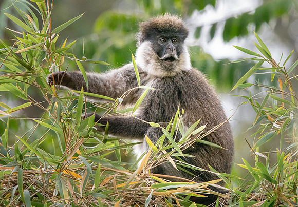Bale mountain monkey