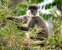 Bale mountain monkey