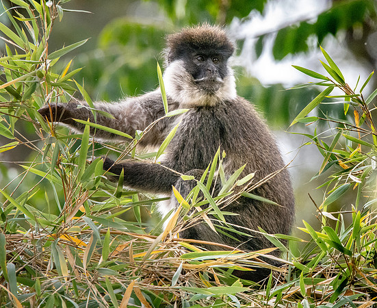 Bale mountain monkey