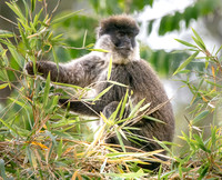 Bale mountain monkey