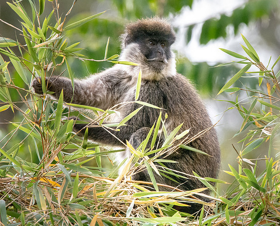 Bale mountain monkey