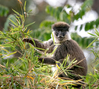 Bale mountain monkey