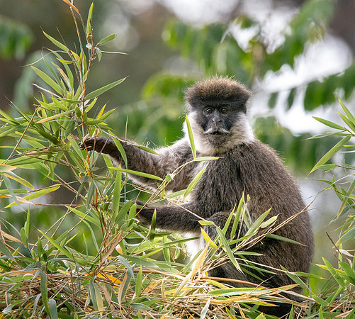 Bale mountain monkey