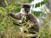 Bale mountain monkey