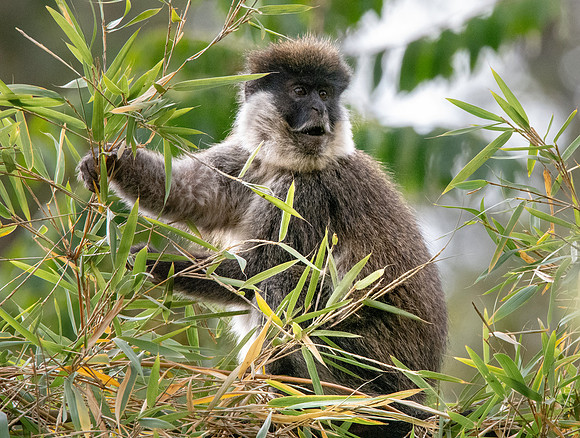 Bale mountain monkey