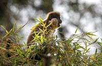 Bale mountain monkey