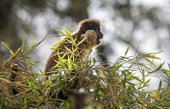 Bale mountain monkey