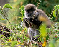 Bale mountain monkey