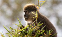 Bale mountain monkey